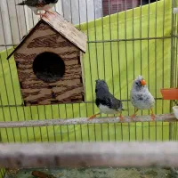 فنچ کاکولی|پرنده|ری, دولتآباد|دیوار