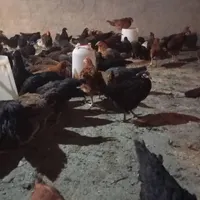بلدرچین تخمگذار گوشت بلدرچین جوجه مرغ خروس|حیوانات مزرعه|قم, نوقطار|دیوار