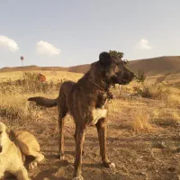 واگذاری سگ|سگ|اسدآباد, |دیوار