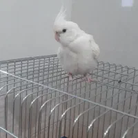 عروس هلندی آلبینو نر..۵ماهه