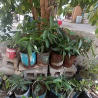 درخت جنبو