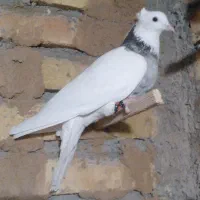 طوقی هفت رنگ|پرنده|پائین جام, |دیوار