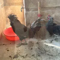 مرغ و خروس محلی و‌ زینتی خروس ریشو‌ و کاکلی