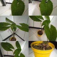 گل بامبو کلکسیونی|کلکسیون اشیاء عتیقه|بروجرد, |دیوار