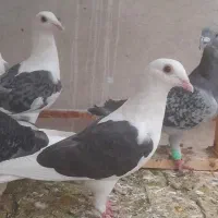 ۱۱ عدد دونه ۳۵۰ همه باهم
