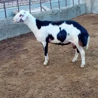 بره قوچ پلنگی خال سیاه و پوست گاوی|حیوانات مزرعه|بروجرد, |دیوار