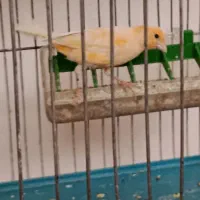 دو عدد قناری ماده زیبا وسلامت|پرنده|شاهرود, |دیوار