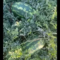 هندوانه