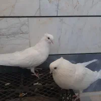 سفید کاکلی|پرنده|بسطام, |دیوار