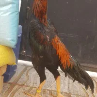 تخم مرغ اوشامو فول کیفیت از مولدین وارداتی