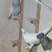 کفتر رنگی آس|پرنده|شیراز, لاله|دیوار