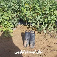 نهال پسته یکساله فروش عمده و جزئی|خدمات باغبانی و درختکاری|مهریز, |دیوار