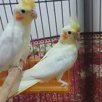 عروس هلندی طوطی عروس