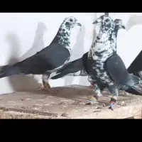 کود یا خاک کفتر