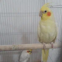 عروس هلندی لوتینو تخم و جوجه رسون|پرنده|بیرجند, |دیوار