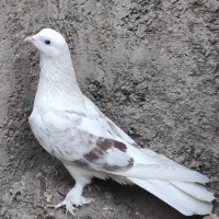 چن جفت پاجفتی ب علت دعوا|پرنده|بهارستان, |دیوار