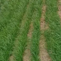 زمین آبی کشاورزی