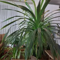 گل پاندانوس|گل و گیاه طبیعی|نیشابور, بنیاد شهید|دیوار