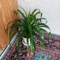 گل طبیعی بزرگ|گل و گیاه طبیعی|سبزوار, باهنر|دیوار