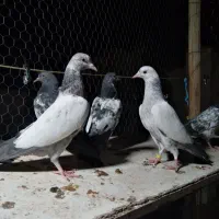 کبوتر تیدی پاکستانی|پرنده|شاهینشهر, کوی مهدیه|دیوار