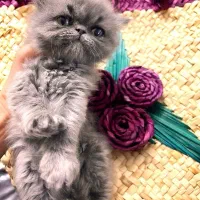 واگذاری گربه