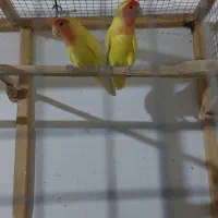 گل (پرنده)|گل و گیاه طبیعی|چناران, |دیوار