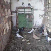 سلام تعدای کبوتر