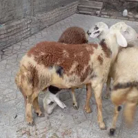فروش بره قوچ پلنگی