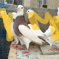 کفتر|پرنده|تهران, شوش (باغ آذری)|دیوار