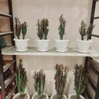 فروش هدایای مناسبتی (به قیمت تولیدی)|گل و گیاه طبیعی|رفسنجان, |دیوار