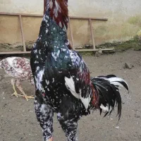 خروس لاری. سه عدد دومیلیون پانصد|حیوانات مزرعه|آستارا, |دیوار