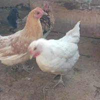 مرغ|حیوانات مزرعه|چغادک, |دیوار