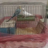 یک جفت مرغ عشق