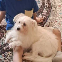 شیتزو ماده