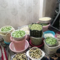 ترشی مخلوط|خوردنی و آشامیدنی|اصفهان, ارغوانیه|دیوار