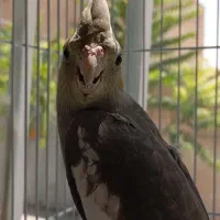 عروس هلندی گمشده