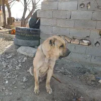 سگ گم شده|حیوانات|اسلام‌شهر, مطهری|دیوار