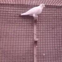 نر دم قهوه ای دم قفل