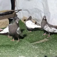 کبوتر سینه ای ماده