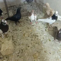 جوجه بهبهانی|پرنده|شیراز, تندگویان|دیوار