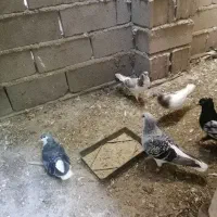 ساده. سینه سیاه.