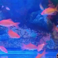 گلد فیش سایز ۲ و ۳ بند