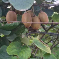 محرک رشد ریشه نمایندگی رسمی