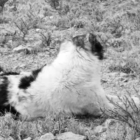 سگ سنگسری|سگ|فاروج, |دیوار