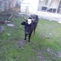 گاو چالوسی با گوساله ماده ،