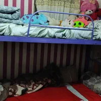 تخت دو طبقه|تخت و سرویس خواب|شهریار, ابراهیم‌آباد|دیوار