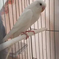 معاوضه 1 جفت مرغ عشق سفید با یک جوجه عروس هلندی