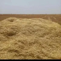 فروش کاه نرم