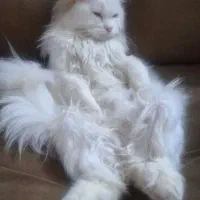 گربه نر ۴ ماهه