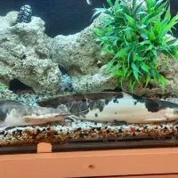 فروش اکواریوم با لوازم و کمد